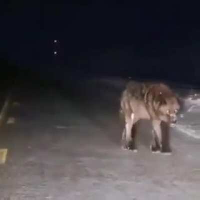 Ебать волчок