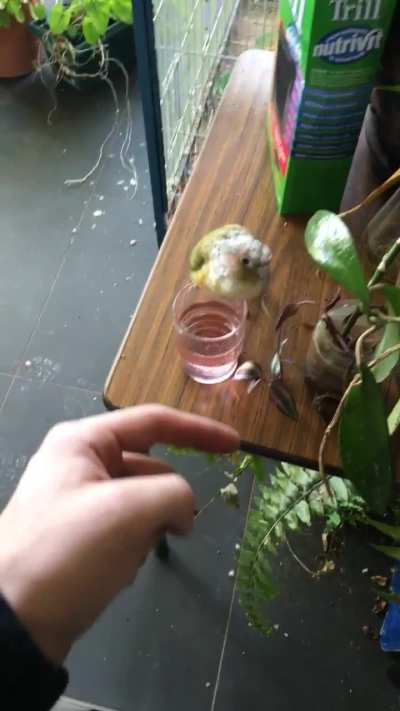 Good bird or bad bird