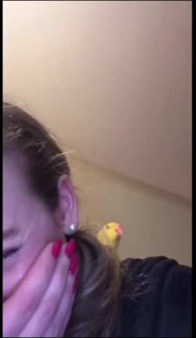 Twinkie the parrot