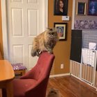 The person filming definitely knew what was coming..