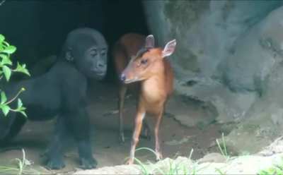 Baby gorilla and a deer share a little bonding moment 