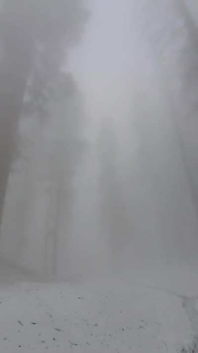 🔥 Hiking among the giants in the fog, in Sequoia National Park