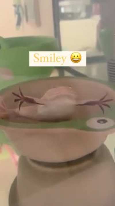 Boba’s moods 🐸