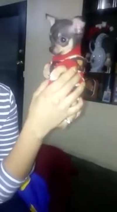 Bruno