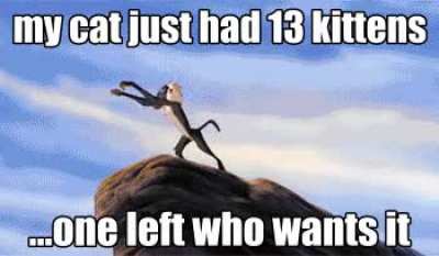 Free cat?