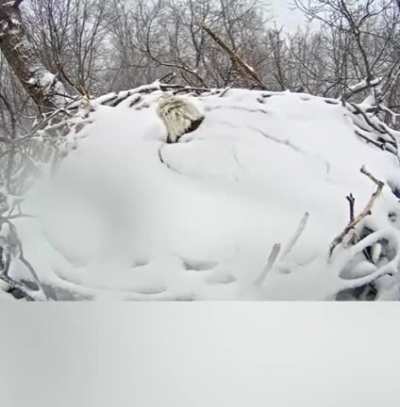 A gorgeous bald eagle waking up under a blanket of snow