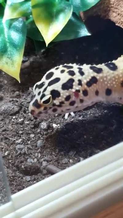 Stella's first ever waxworm! The face at the end.... 
