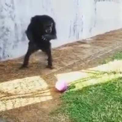 Go Monke!