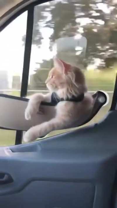 Riding Shootgun