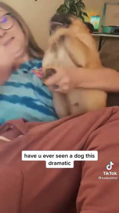 screaming pug