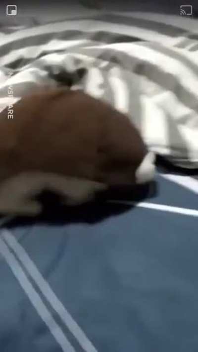 Turtle cat be out of here