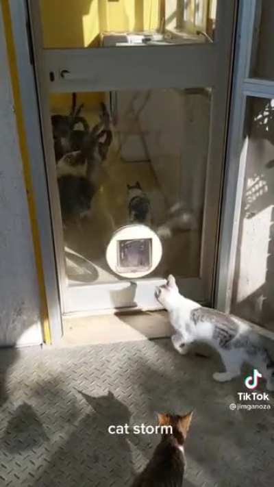 Herd of cats