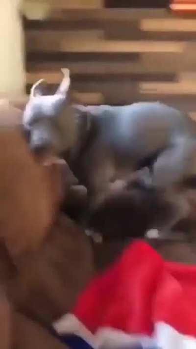 ...When r/Zoomies and r/MyPeopleNeedMe collide.