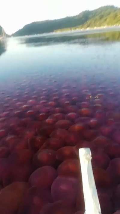 Apocalipse de agua viva