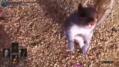 WCGR Making friends with a squirrel