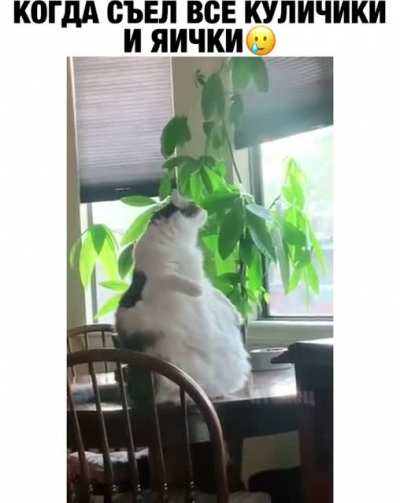 Бодип<wbr>озити<wbr>вный котэ