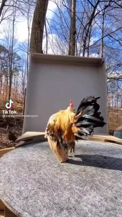 Bad cock