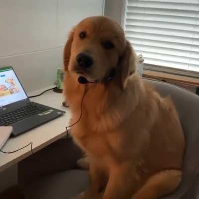 Hello this is Dog, how may I help you?