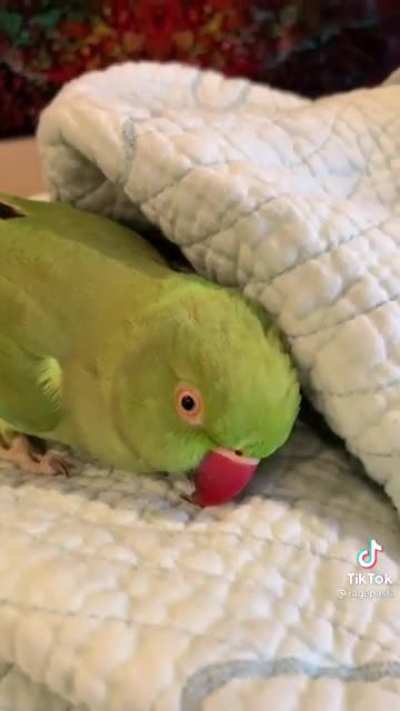 Dino bird