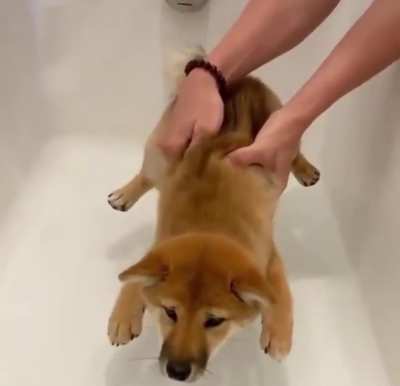 Mission Impawsible