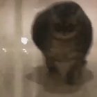 Chonky Cat!!!