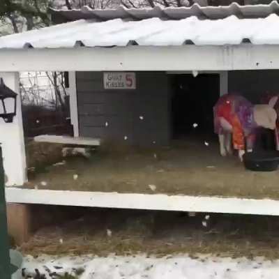 Goats...playing in the snow.. in PAJAMAS ❄ credit to @browningfarm