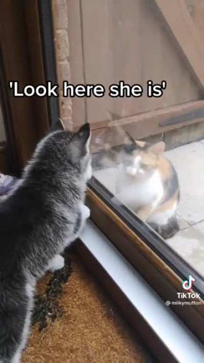 Typical Husky