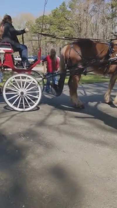 Pit bull attacks horse.