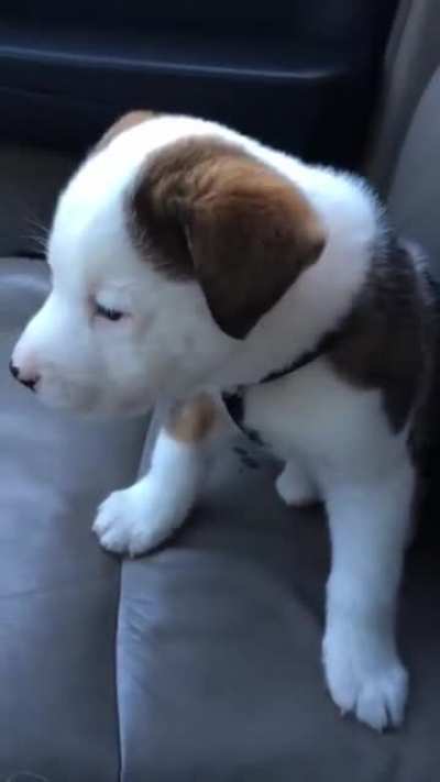 Little puppy is angry at his own hiccups.
