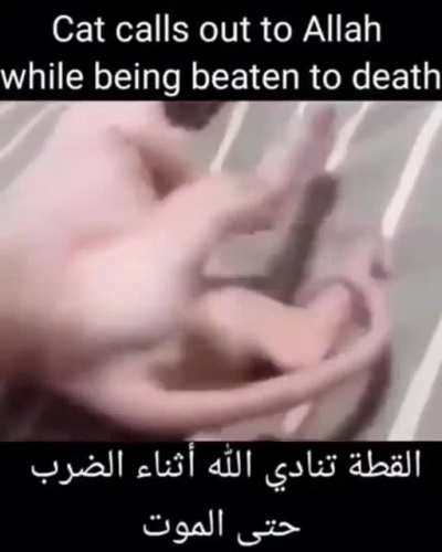 BINGUS