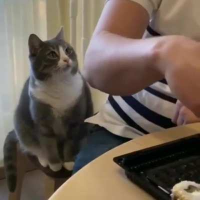 MEOW_IRL