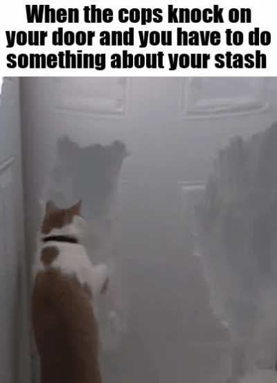 More than meow remember
