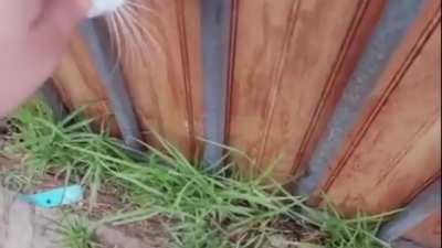 Mira este gato