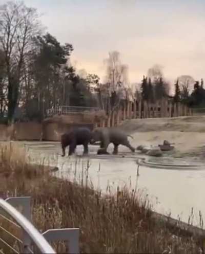 Nutty elephant!