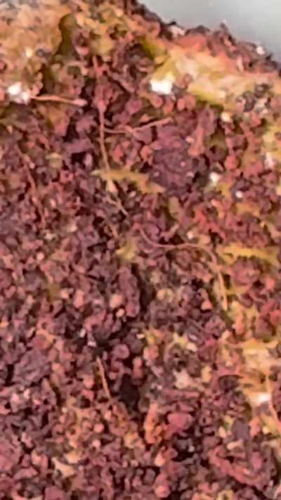 Bugs in my worm bin. Reposted with a better video