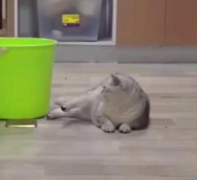 Gangster cats