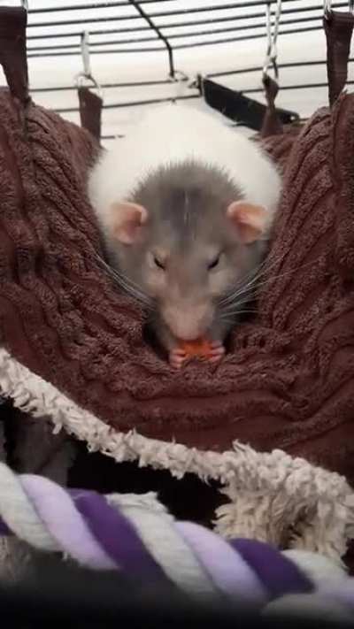 I just love how Walter holds his treats 💓