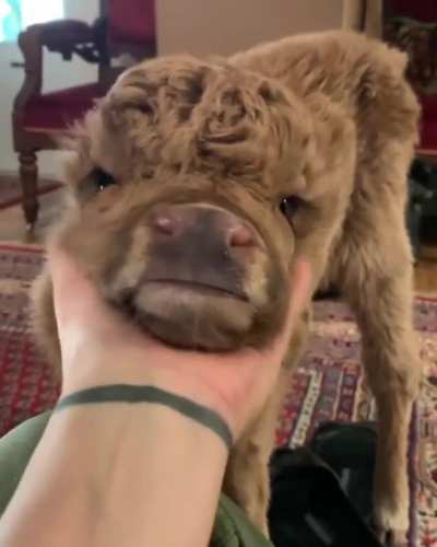 Enjoying some chin scritches
