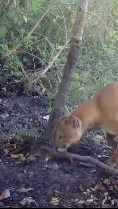 Compilation of healthy pumas from Saõ Paulo state, Brazilian Atlantic Forest.