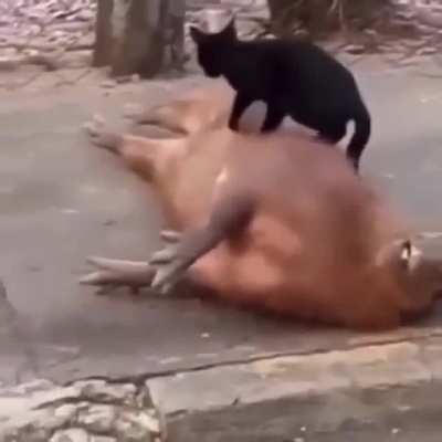 important video!!!