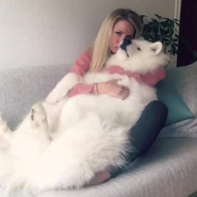 Samoyed floof