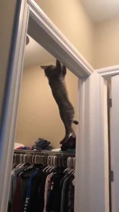 Ninja