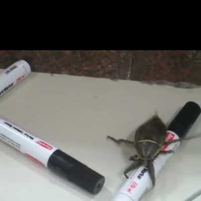 Beatboxing bug