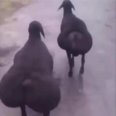 kim lillia and hyuncarim walking to baron after 2v5’ing the enemy team