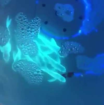 Scientist added jellyfish genes to crap fish DNA and these glowing fish are the result