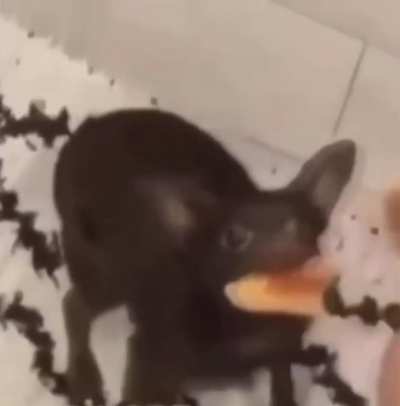 may i introduce to you... TRAVIS SCOTT CAT