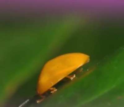Whats this bug?