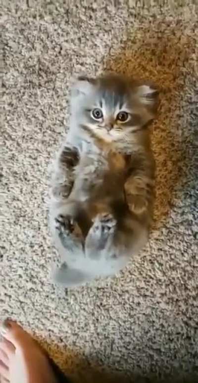 The cuteness has murdered me