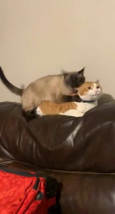 Brotherly love?