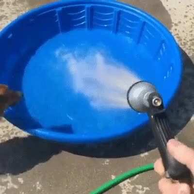 This dog that really wants to get wet